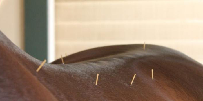 Animal Acupuncture Animal Acupuncture