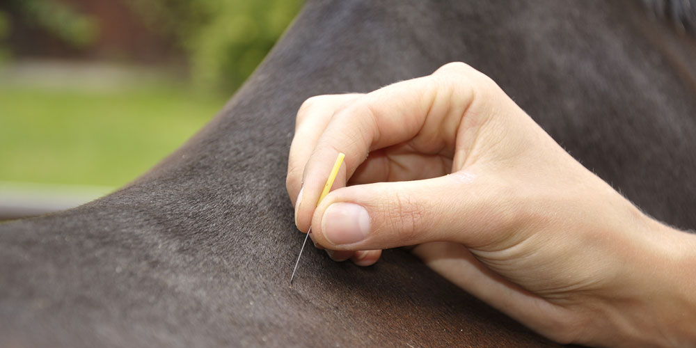 Horse Acupuncture